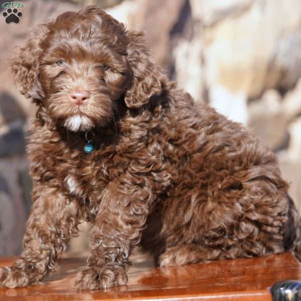 Liberty, Portuguese Water Dog Puppy