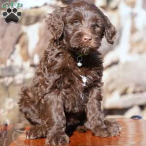 Liem, Portuguese Water Dog Puppy