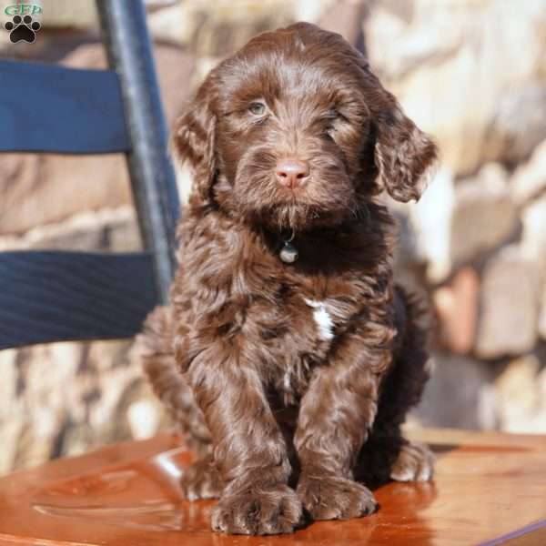 Liem, Portuguese Water Dog Puppy