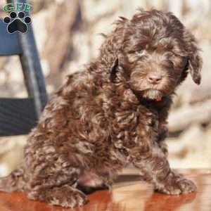 Rick, Portuguese Water Dog Puppy