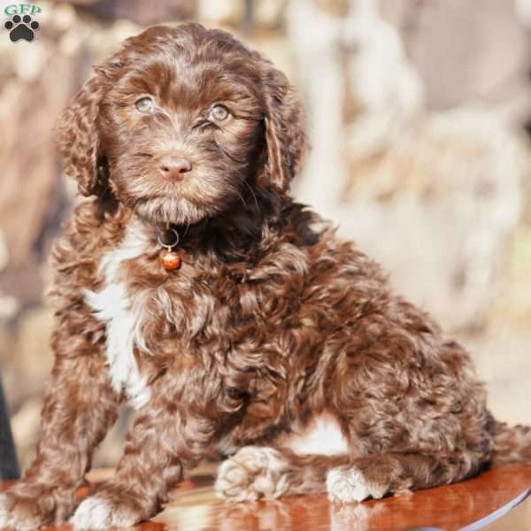 Opal, Portuguese Water Dog Puppy