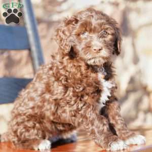 Opal, Portuguese Water Dog Puppy