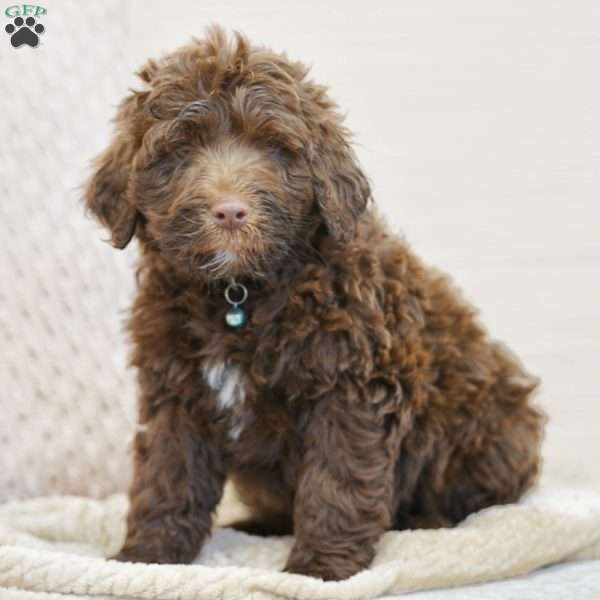 Liberty, Portuguese Water Dog Puppy