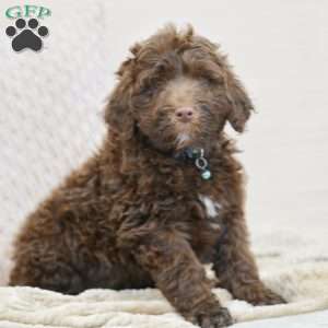 Liberty, Portuguese Water Dog Puppy