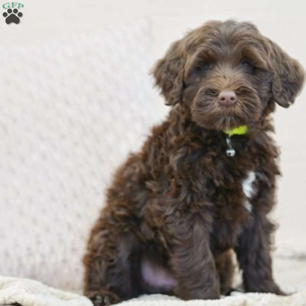 Liem, Portuguese Water Dog Puppy