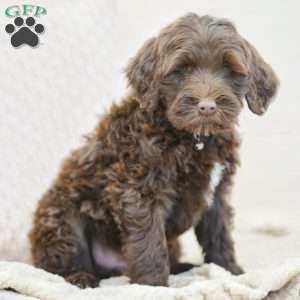 Liem, Portuguese Water Dog Puppy