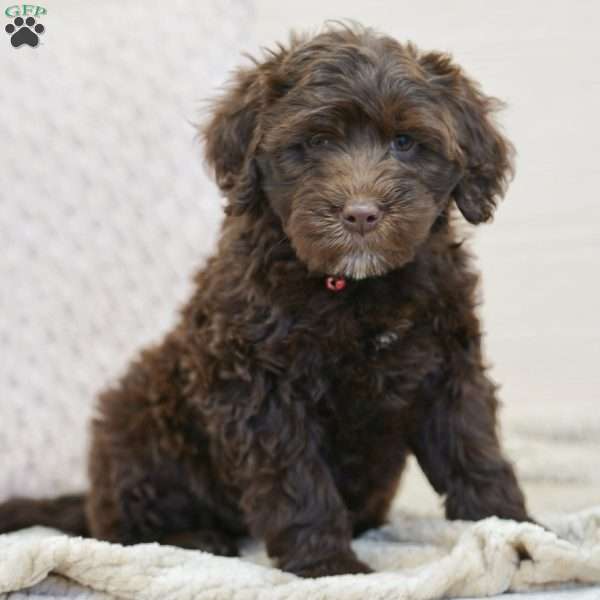 Rick, Portuguese Water Dog Puppy