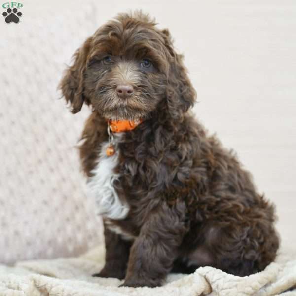 Opal, Portuguese Water Dog Puppy