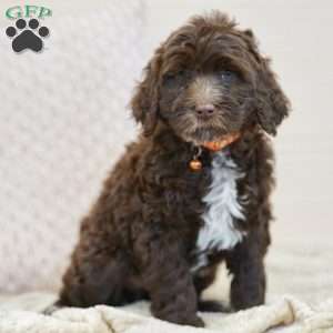 Opal, Portuguese Water Dog Puppy