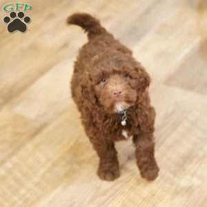 Liberty, Portuguese Water Dog Puppy