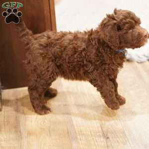 Liberty, Portuguese Water Dog Puppy