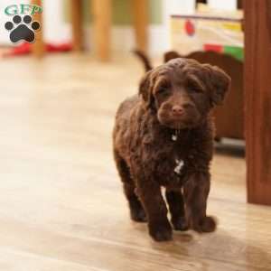 Liem, Portuguese Water Dog Puppy