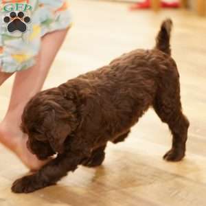 Liem, Portuguese Water Dog Puppy