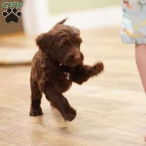 Liem, Portuguese Water Dog Puppy