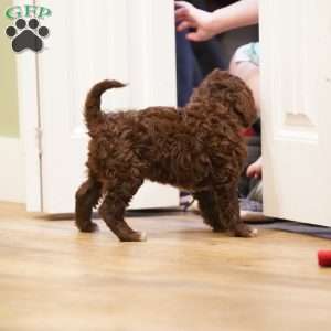 Opal, Portuguese Water Dog Puppy