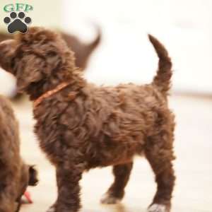 Opal, Portuguese Water Dog Puppy