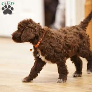 Opal, Portuguese Water Dog Puppy