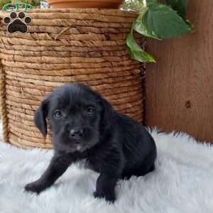 Jet, Mini Labradoodle Puppy