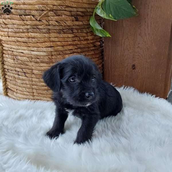 Jet, Mini Labradoodle Puppy