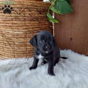 Lucy, Mini Labradoodle Puppy