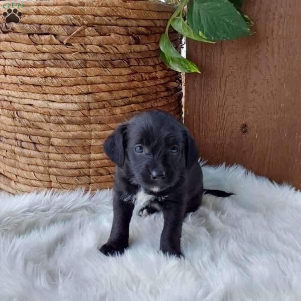 Lucy, Mini Labradoodle Puppy