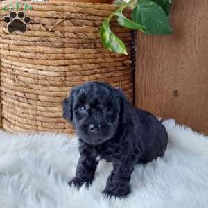 Raven, Mini Labradoodle Puppy