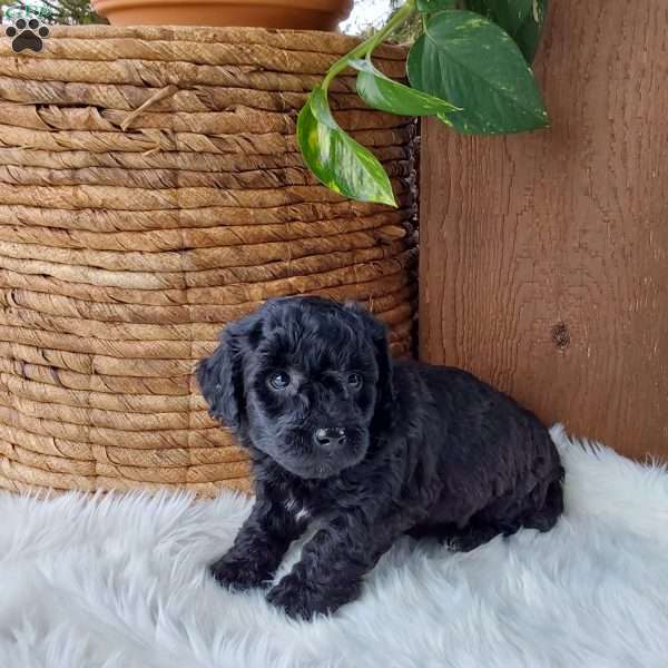 Raven, Mini Labradoodle Puppy