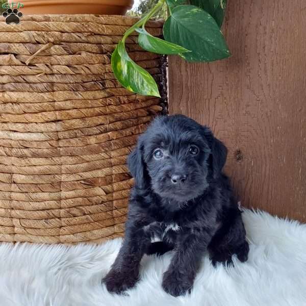 Bella, Mini Labradoodle Puppy