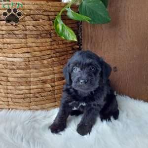 Bella, Mini Labradoodle Puppy