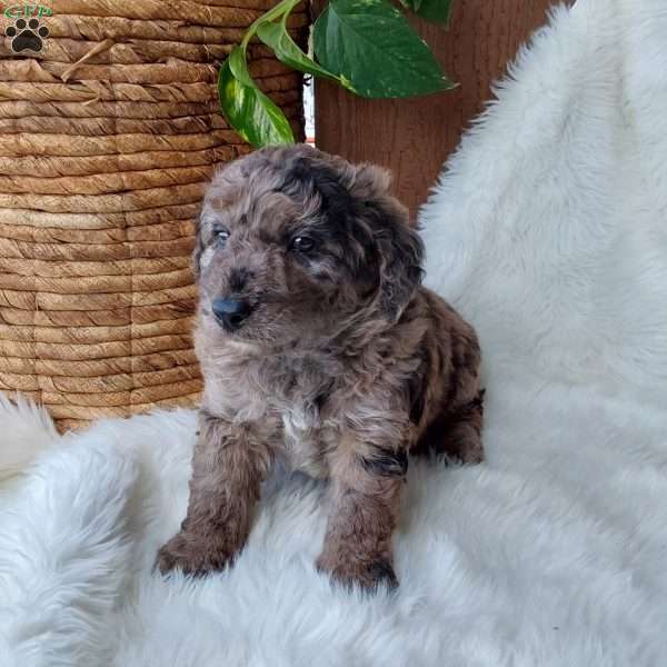 Bear, Mini Labradoodle Puppy