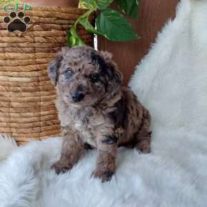 Bear, Mini Labradoodle Puppy