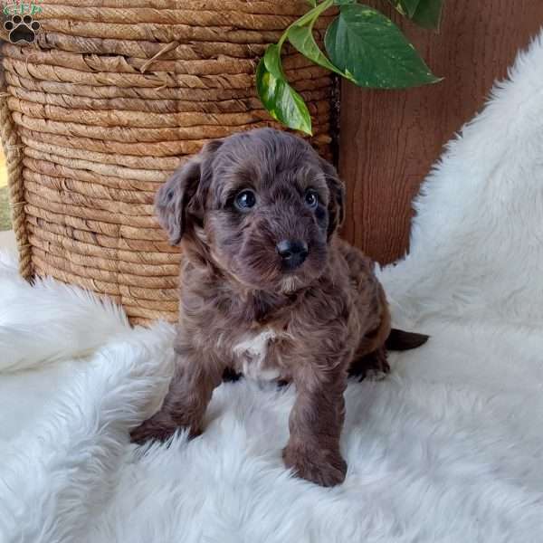 Teddy, Mini Labradoodle Puppy