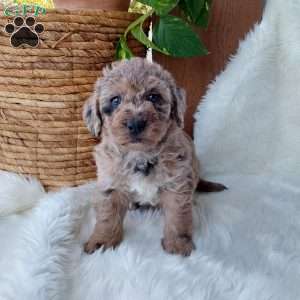 Buddy, Mini Labradoodle Puppy