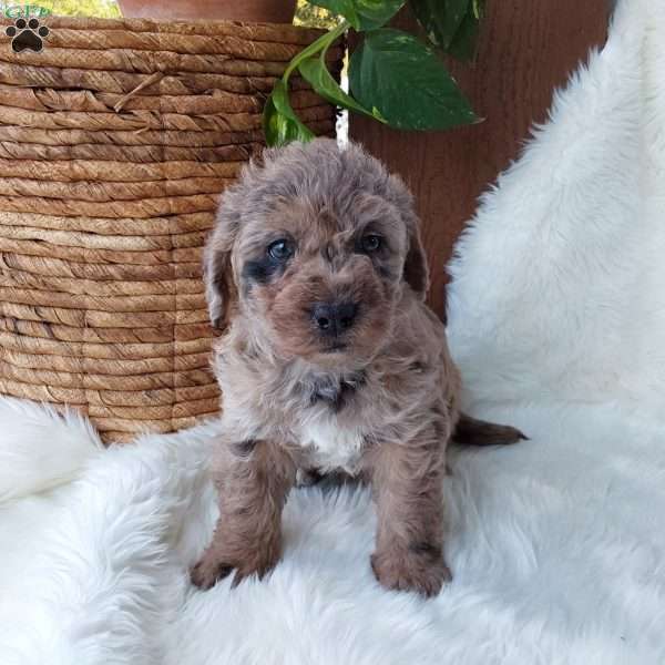 Buddy, Mini Labradoodle Puppy