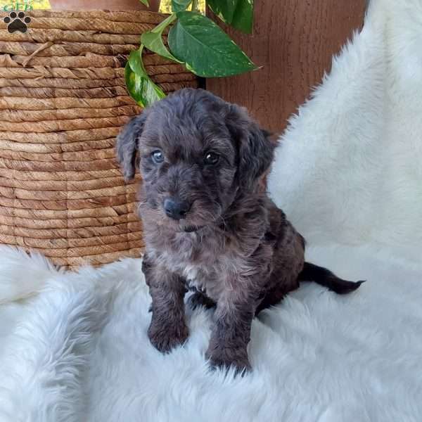 Buster, Mini Labradoodle Puppy