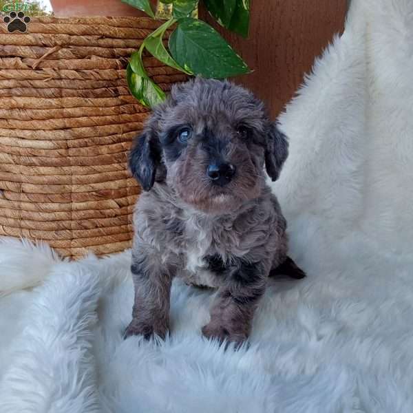 Rocky, Mini Labradoodle Puppy