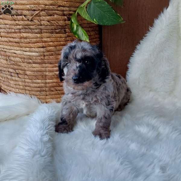 Oreo, Mini Labradoodle Puppy