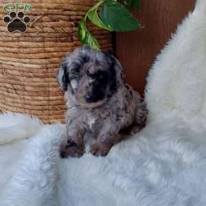 Oreo, Mini Labradoodle Puppy