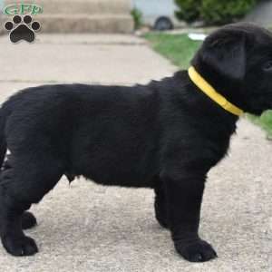 Rocky, Labrador Mix Puppy