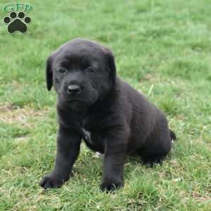 Gracie, Labrador Mix Puppy