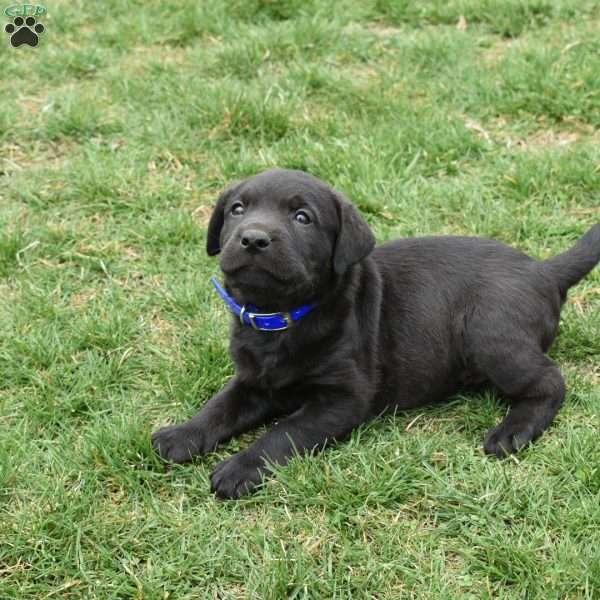 Cooper, Labrador Mix Puppy