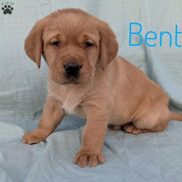 Bentley, Black Labrador Retriever Puppy