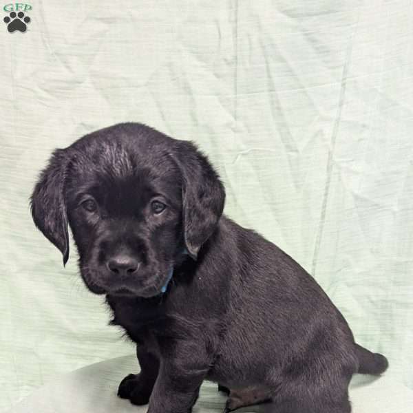 Chevy, Black Labrador Retriever Puppy