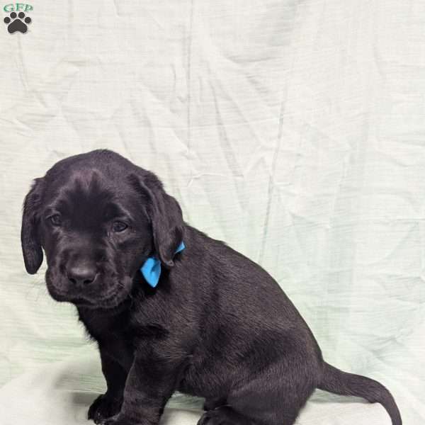 Ford, Black Labrador Retriever Puppy