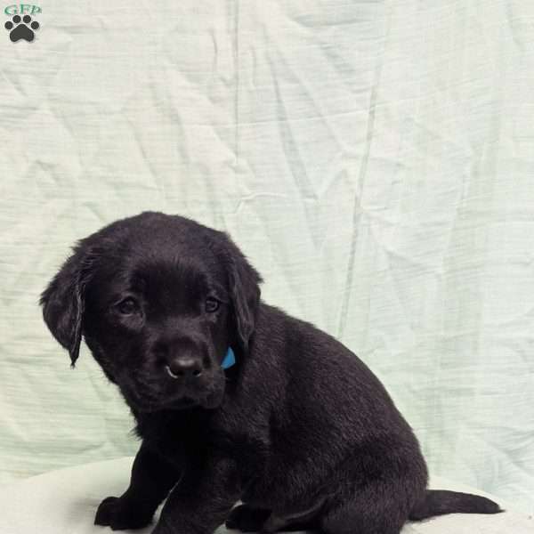 Rover, Black Labrador Retriever Puppy