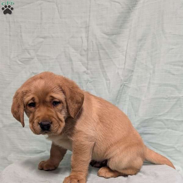 Bentley, Black Labrador Retriever Puppy