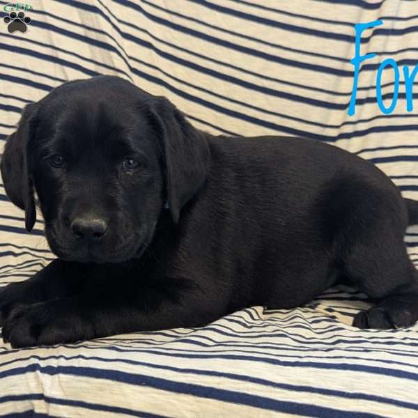 Ford, Black Labrador Retriever Puppy