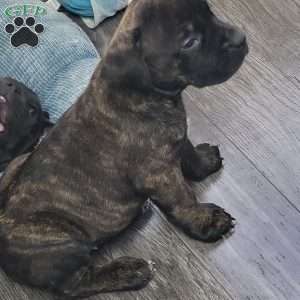 Mini, African Boerboel Puppy