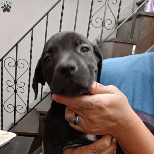 Runt, African Boerboel Puppy