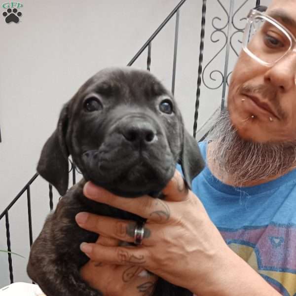 Mini, African Boerboel Puppy